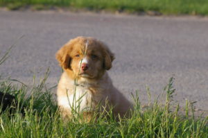 Utah als puppy in het hoge gras