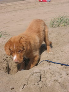 Utah is lekker aan het graven op het strand