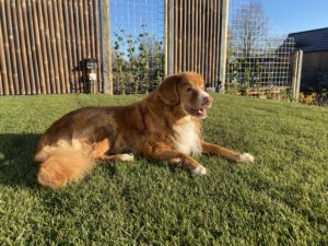 Utah op het gras bij nieuwe huis